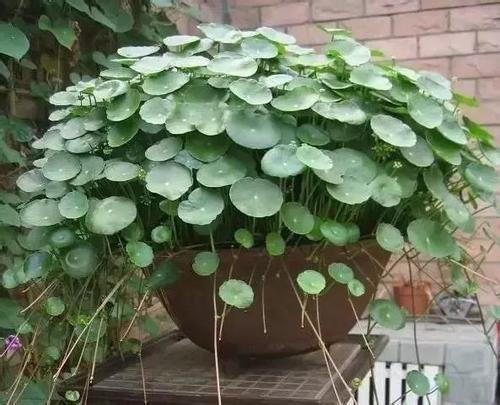 不透水的花盆， 养花小秘密