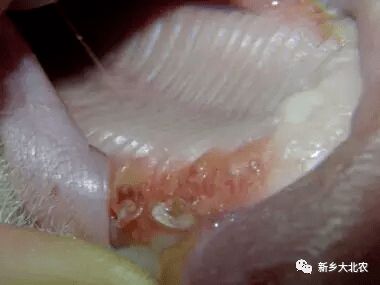 如何通过注意这四点解决保育猪链球菌难治问题？