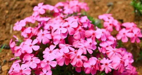 北方春天的花海盛宴