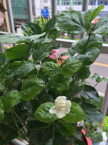 葫芦开什么颜色的花？不同品种颜色一样吗