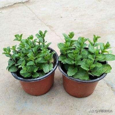 寝室养花首选！小盆栽绿植推荐