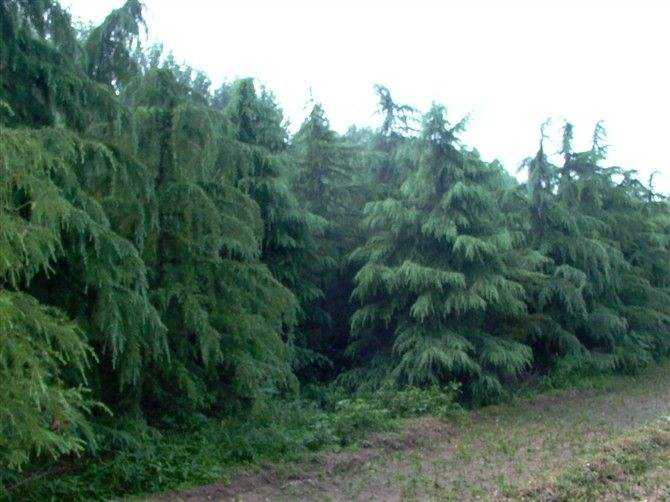 6米雪松价格， 地域差异大