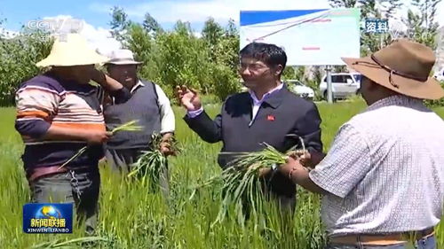 西藏青稞新品种推广，示范效果显著