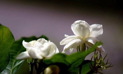 茉莉花施磷钾肥，花朵更艳丽