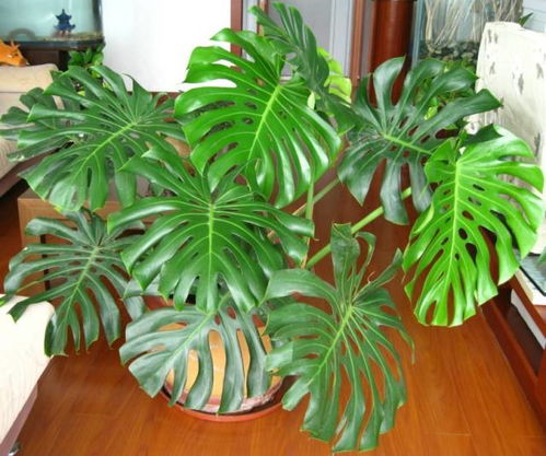 龟背竹喜光，光照充足更美！