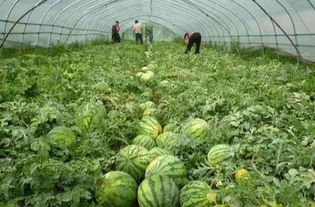 西瓜定植后需在几天内浇灌缓苗水以促进植株恢复生长