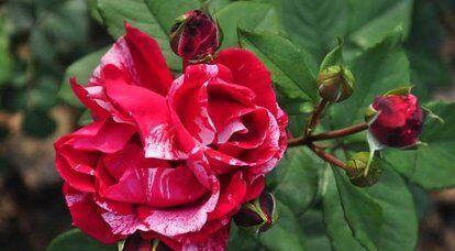 修剪枝叶， 减少负担