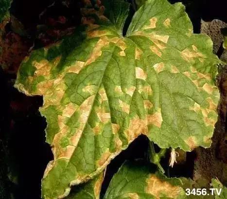 农作物灰霉病，你了解多少？