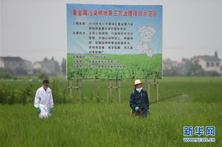 揭秘稻田重金属污染的诊断与防治之道