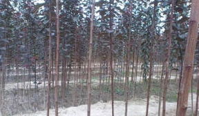 可嫩性大， 但需谨慎