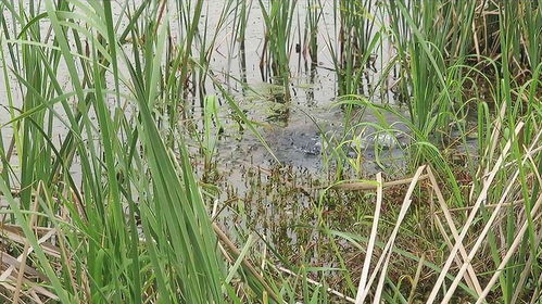 温度的适应与冬季管理