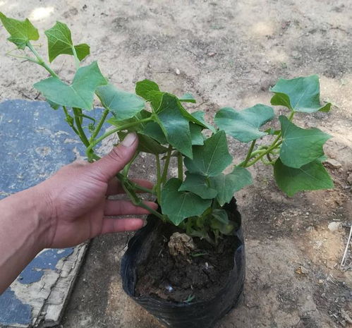 肉肉叶插长芽了怎么办？如何处理才能让它茁壮成长