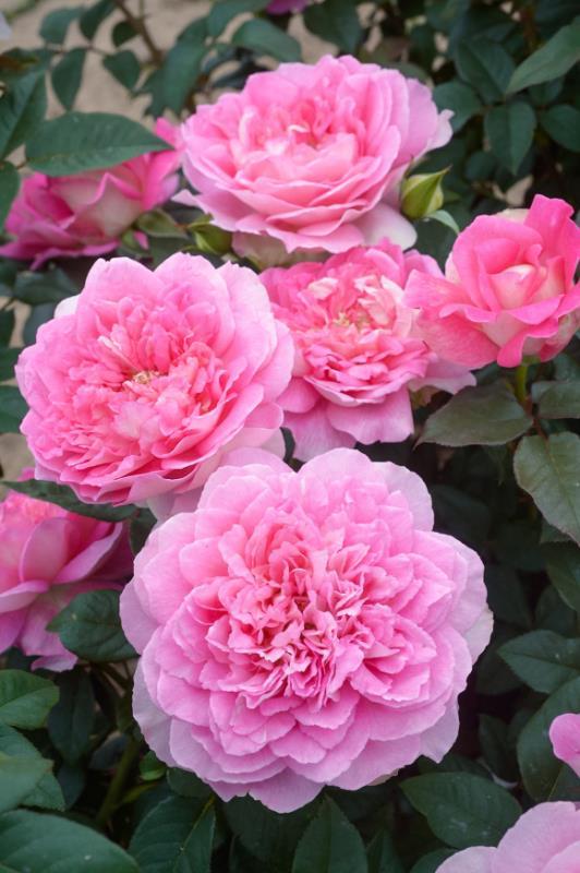 土壤积水过多：月季的“水中困”