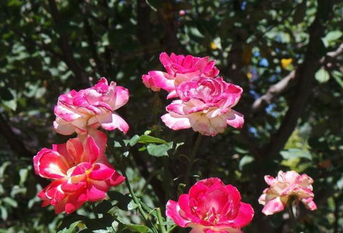 月季花茶的采集与制作