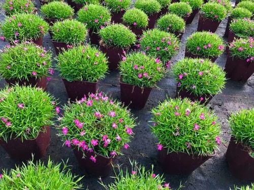 八、 广东草坪和花坛常见花卉