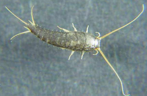 有没有geng平安有效的灭虫方法？