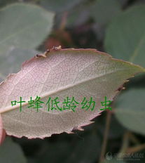 月季叶蜂和蔷薇三节叶蜂：两个小东西的大麻烦