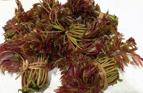 自制驱虫剂， 平安健康