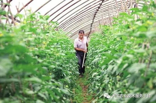 “将落叶直接埋入土壤中作为肥料，这种方法是否有效
