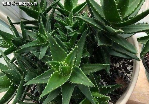 酒瓶兰种植攻略：轻松养出爆品绿植！