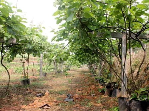 修剪后的注意事项