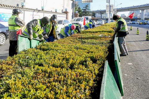 卷干、 包草：新苗的保温法