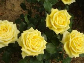 月季的生长习性