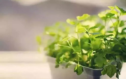 “绿色生机，如何在家打造植物角落