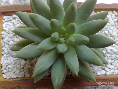 千佛手开花见过吗？看完这些图片你就知道了