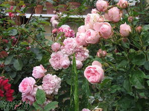 卡德法尔兄弟的特性和花期