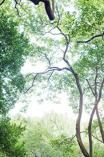 树干与树叶的奇妙之旅