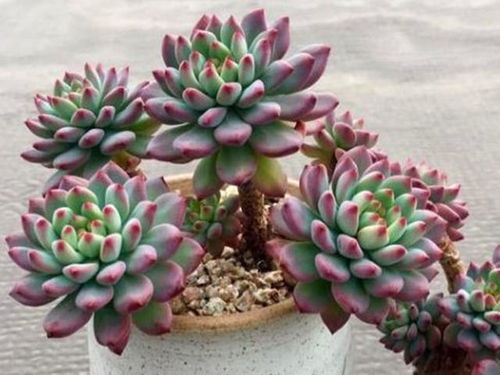 土壤配方：资深玩家推荐的“三三制”配土