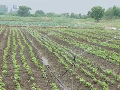 南北采收时间窗