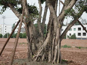 如何自己测量胸径？