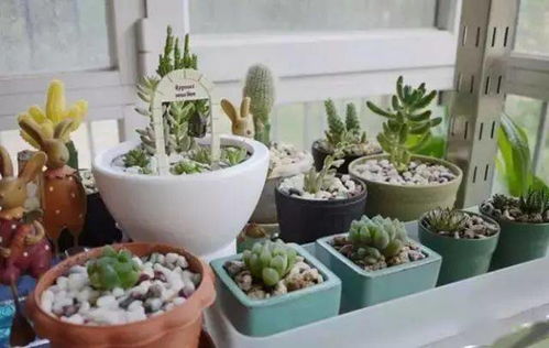冬季多肉植物，如何控制浇水频率