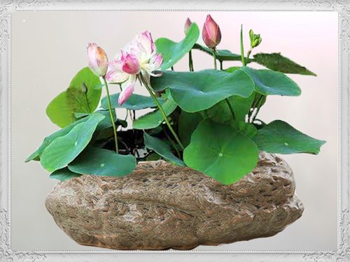 种植环境的选择