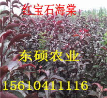 海棠树的形态与花期