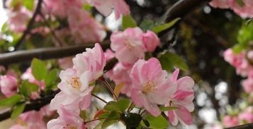 嫁接时间， 有技巧