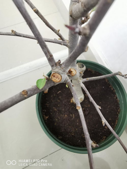 海棠根部腐烂后如何有效处理以恢复生长
