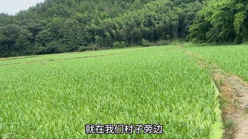 种植半夏一亩地大概能赚多少钱？农村种植半夏的利润有多少
