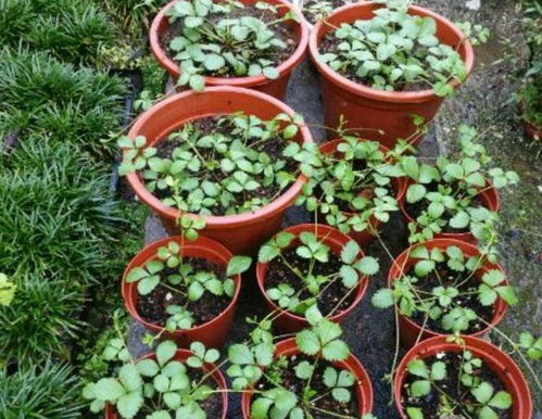 盆栽植物为什么要换土？土壤养分是否已耗尽