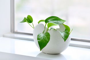 “枯萎绿植急救指南”