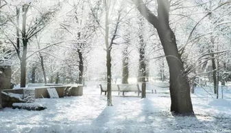 冬季苗木防寒处理的重要性