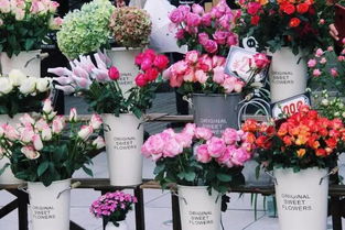 绿植花卉：上班族治愈神器