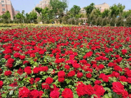 文化活动丰富多样