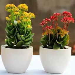 长寿花室内养护指南：如何种植和照料