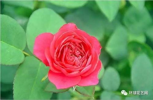 玫瑰之韵， 多样之美