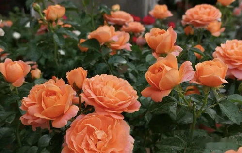 秋季养护月季， 施肥有讲究