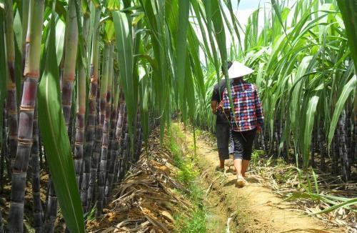 科学施肥，增产有保障