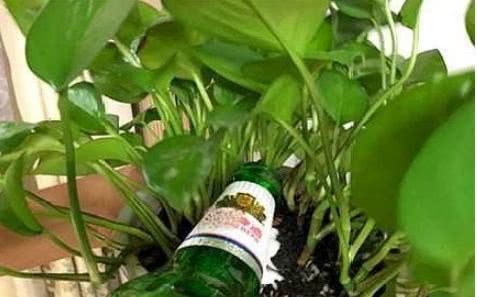硫酸亚铁怎么浇花？老花匠教你正确使用方法